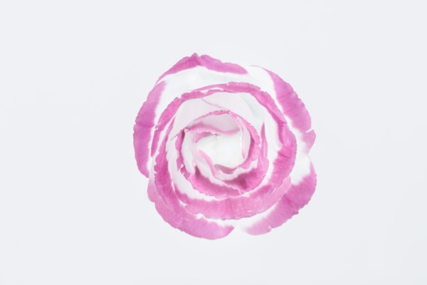 bloem flower visualisatie