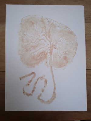 placenta navelstreng gezond