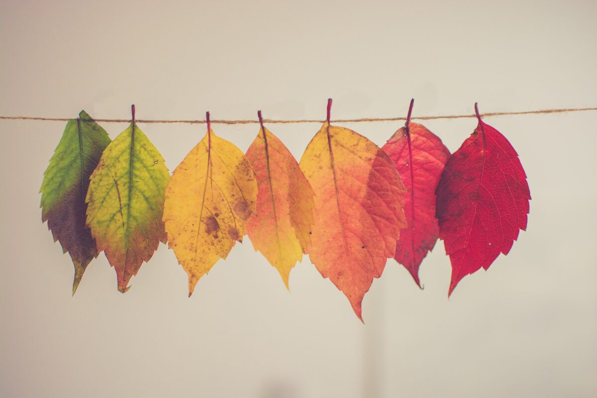herfst winter lente zomer bladeren