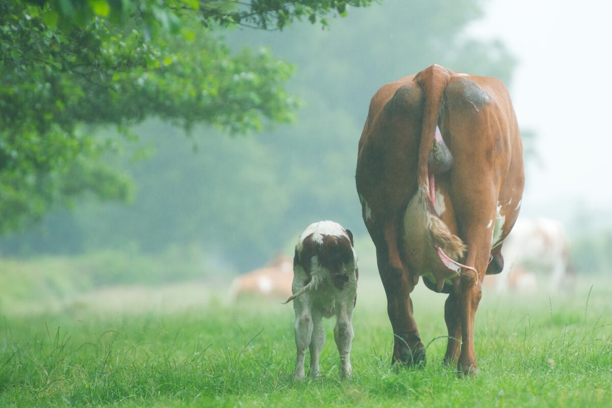 koe bevalt buiten op weiland