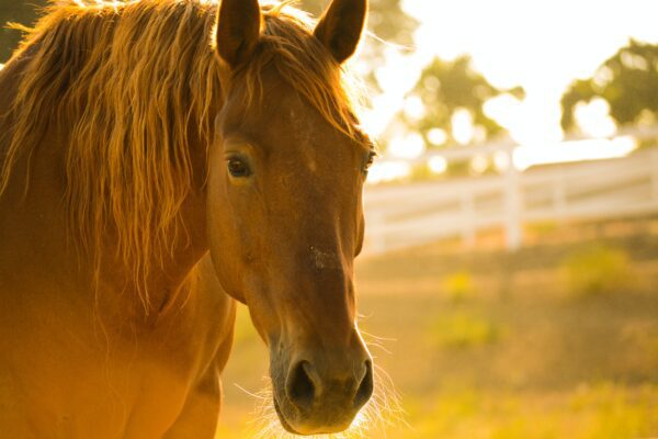 paard buiten