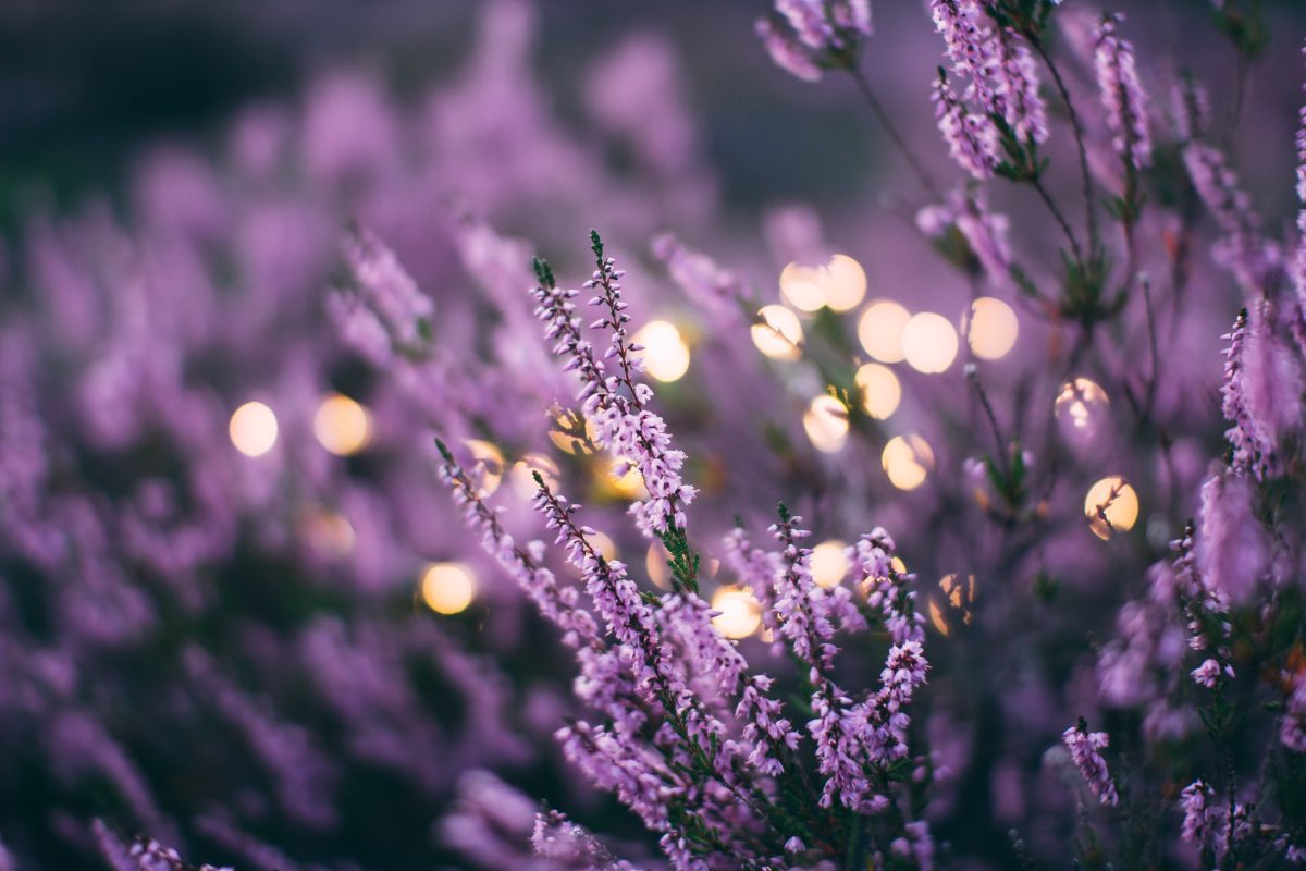 lavendel
